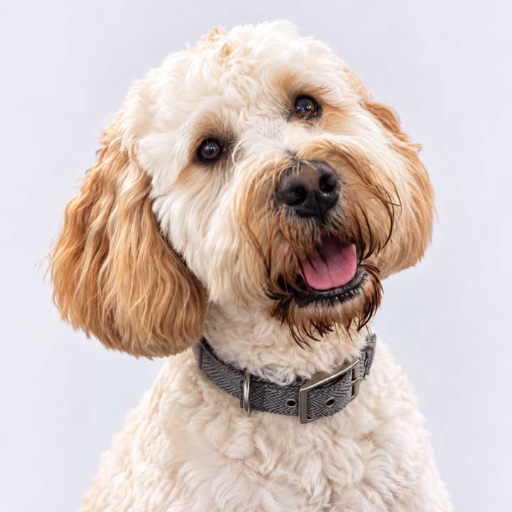 Barney Client Support Officer at fathom financial