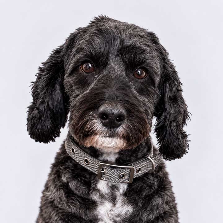 Bohdi director of security at fathom financial